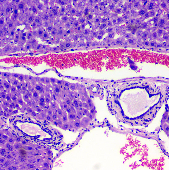 BUC2D-1200C USB2.0 Graphics Accelerated Microscope Camera (Panasonic MN34120 Sensor, 12.0MP)