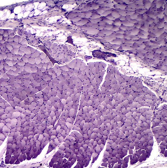 BUC2D-200C USB2.0 Graphics Accelerated Microscope Camera (Sony IMX323LQN-C Sensor, 2.0MP)