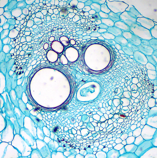 BUC2D-200C USB2.0 Graphics Accelerated Microscope Camera (Sony IMX323LQN-C Sensor, 2.0MP)